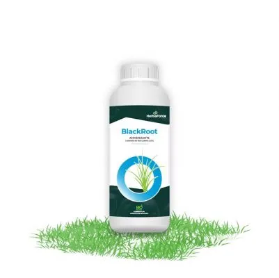 BlackRoot